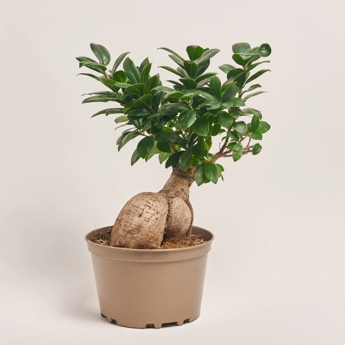 Зображення товару Фікус мікрокарпа Гінсенг, артикул: 39483