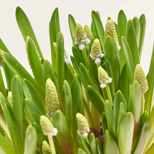 Зображення товару Мускарі біколор, артикул: 56894