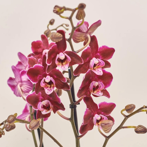 Зображення товару Фаленопсис мультифлора 2ст. мікс, артикул: 18367