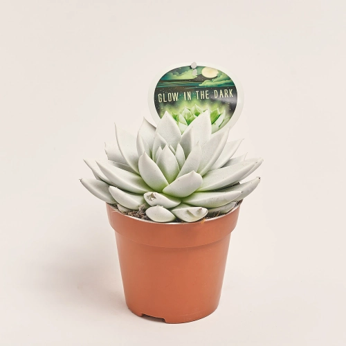 Зображення товару Ехеверія Міранда люмінісцентна, артикул: 54110