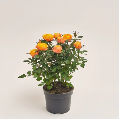 Зображення товару Троянда Кордана, артикул: 4809