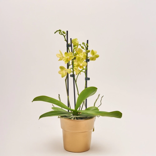 Зображення товару Фаленопсис "Вольтера" 2ст. в кер., артикул: 55606