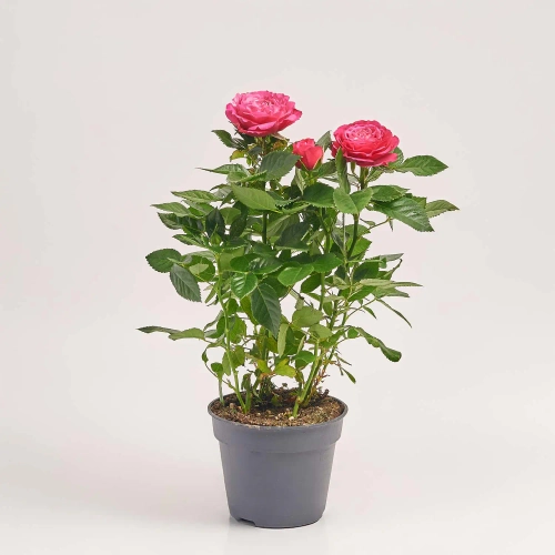 Троянда мікс, артикул: 1295 Зображення товару Троянда мікс, артикул: 1295