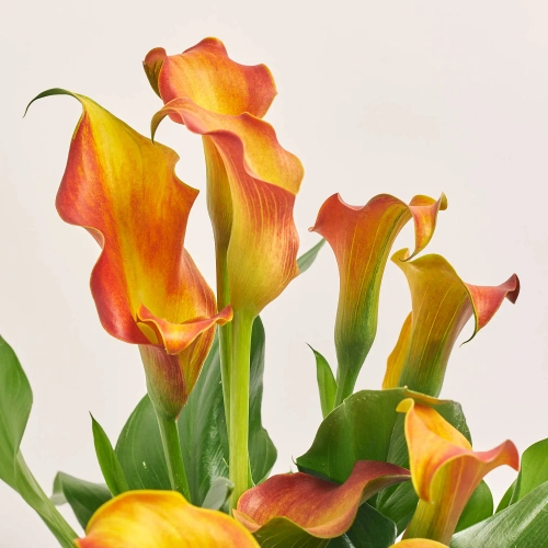 Зображення товару Зантедескія Капітан Лідо, артикул: 57198