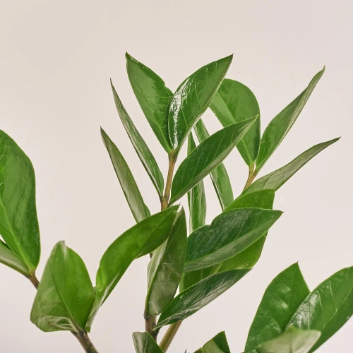 Зображення товару Заміокулькас 4ст., артикул: 54938