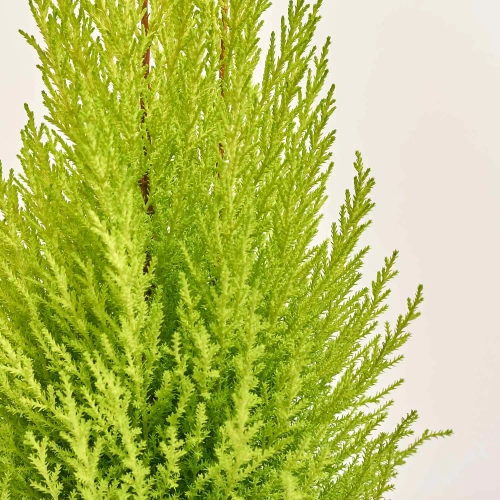 Кипарис Голдкрест Вілма, артикул: 19306 Зображення товару Кипарис Голдкрест Вілма, артикул: 19306