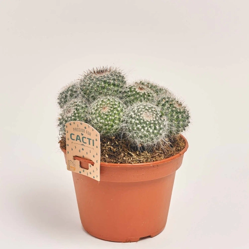 Зображення товару Кактус мікс, артикул: 33267