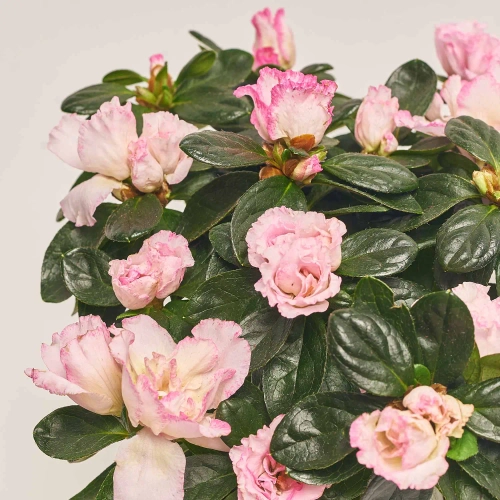 Азалія мікс в кер., артикул: 52993 Зображення товару Азалія мікс в кер., артикул: 52993