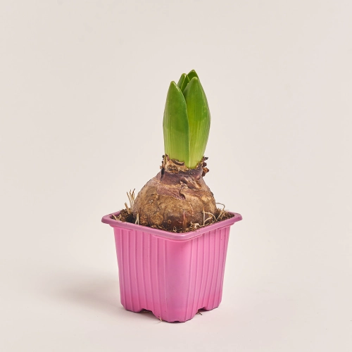 Зображення товару Гіацинт мікс, артикул: 55517