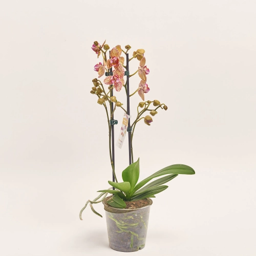 Зображення товару Фаленопсис 2ст. мікс, артикул: 25844