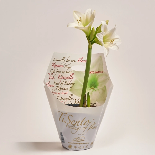 Амариліс білий, артикул: 42622 Зображення товару Амариліс білий, артикул: 42622