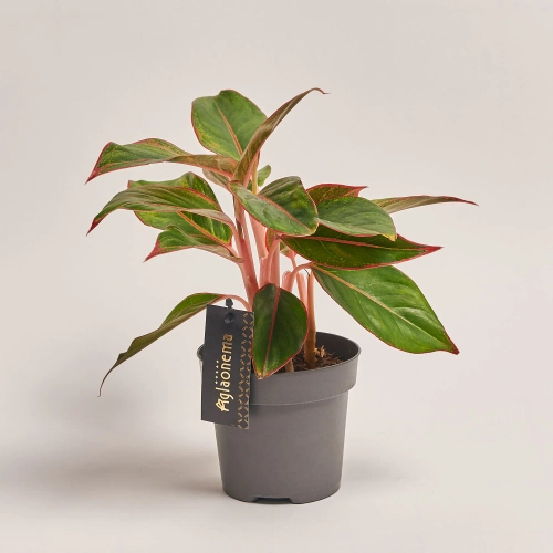 Зображення товару Аглаонема Колор мікс, артикул: 33155