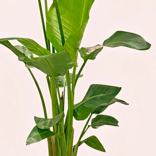 Стреліція Ніколай, артикул: 54155 Зображення товару Стреліція Ніколай, артикул: 54155