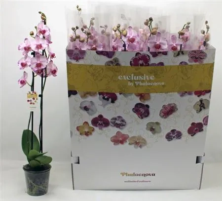 Зображення товару Фаленопсис "Беата" 2ст., артикул: 55522