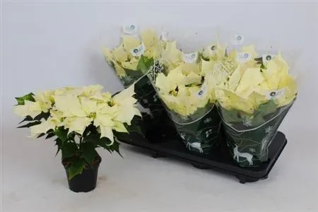 Пуансетія Аляска, артикул: 54575 Зображення товару Пуансетія Аляска, артикул: 54575