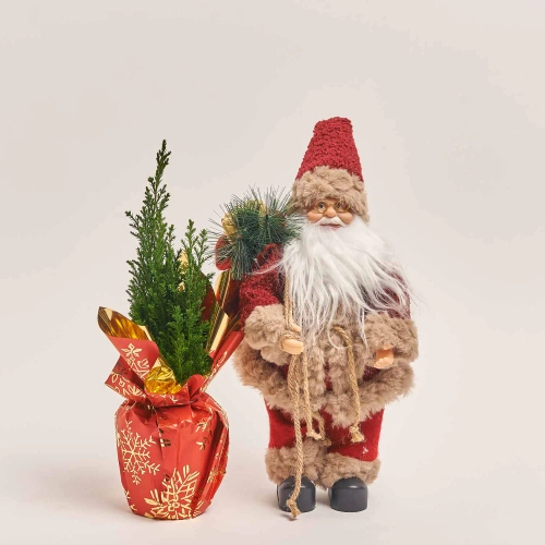 Зображення товару Кипарис Елвуді та іграшка новорічна "Санта" Сет 513, артикул: 54579