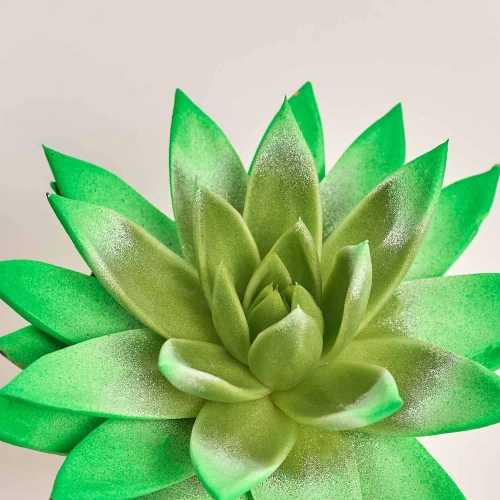 Зображення товару Ехеверія Міранда фарб. мікс, артикул: 11497