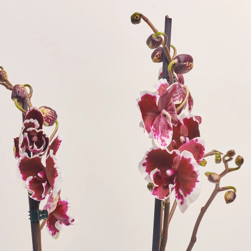 Фаленопсис 2ст. мікс, артикул: 18519 Зображення товару Фаленопсис 2ст. мікс, артикул: 18519