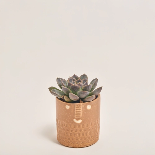 Зображення товару Сукулент мікс в кер., артикул: 30451