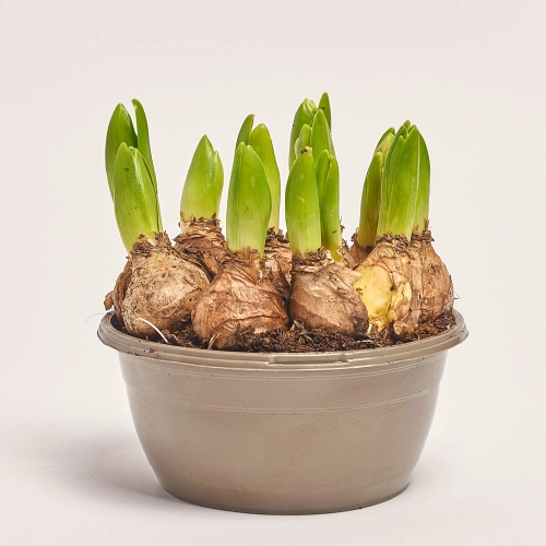 Гіацинт мікс, артикул: 45724 Зображення товару Гіацинт мікс, артикул: 45724