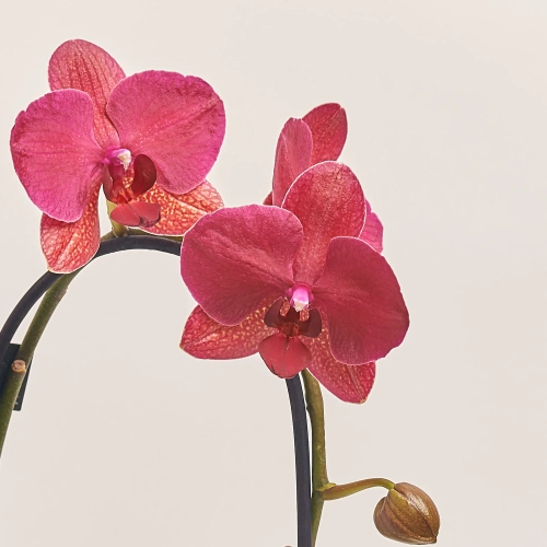 Зображення товару Фаленопсис каскад 1ст. Decorum мікс, артикул: 53106