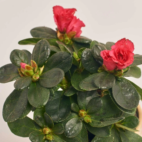 Зображення товару Азалія мікс в кер., артикул: 53419