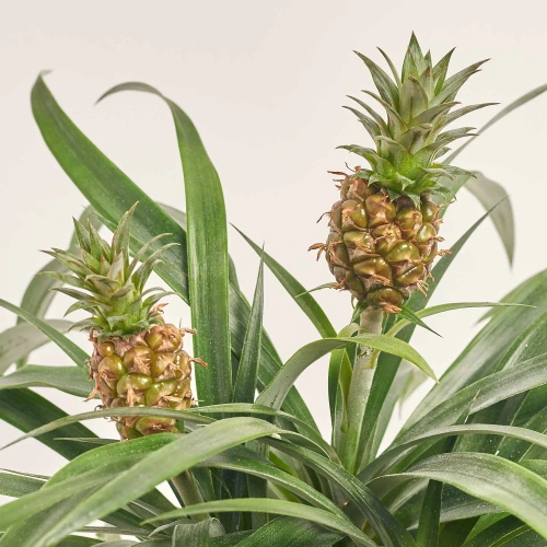 Зображення товару Ананас Аміго 2ст., артикул: 6526