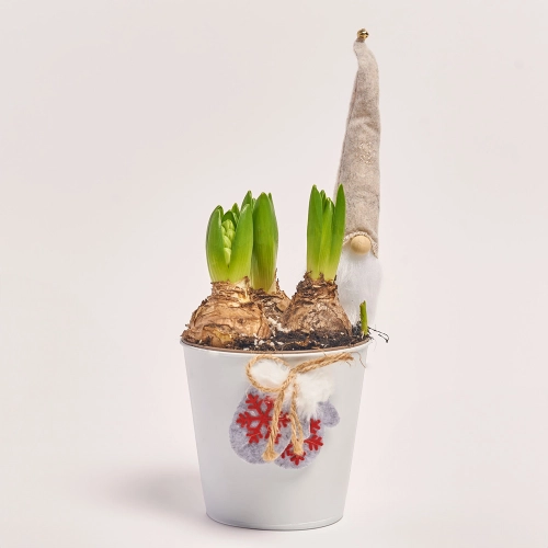 Гіацинт у цинк. гощику, артикул: 43588 Зображення товару Гіацинт у цинк. гощику, артикул: 43588