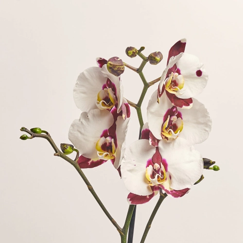 Зображення товару Фаленопсис 1ст. мікс, артикул: 18850