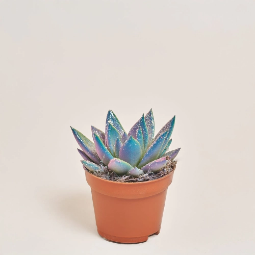 Зображення товару Ехеверія Міранда гліттер, артикул: 49753