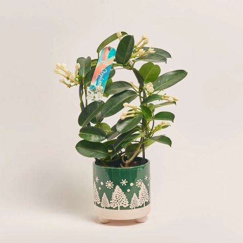 Зображення товару Стефанотіс та Кашпо Новорічне Сет 519, артикул: 54700