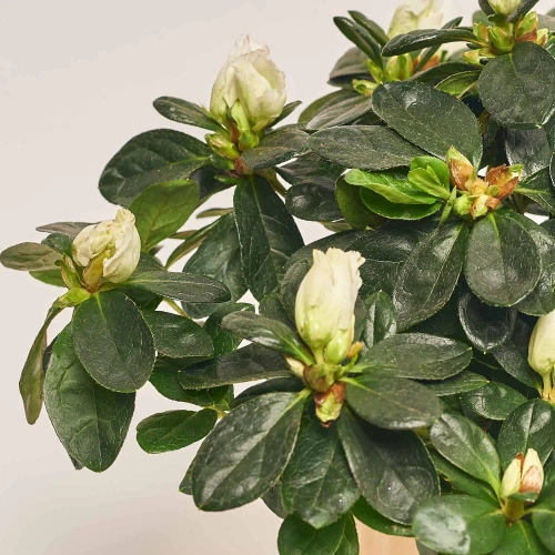 Азалія мікс в кер., артикул: 52993 Зображення товару Азалія мікс в кер., артикул: 52993