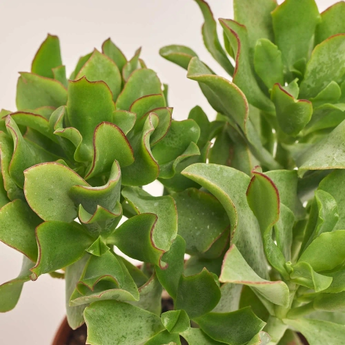 Зображення товару Сукулент мікс, артикул: 2084