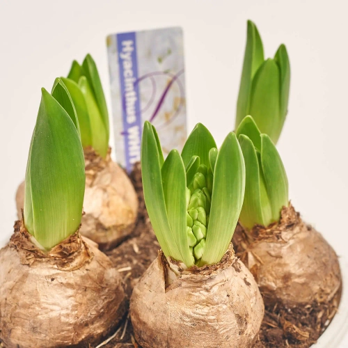 Гіацинт мікс, артикул: 34912 Зображення товару Гіацинт мікс, артикул: 34912