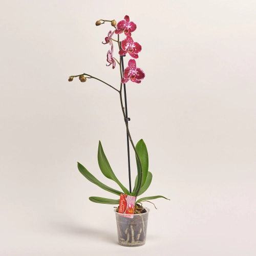 Зображення товару Фаленопсис 1ст. мікс, артикул: 18850