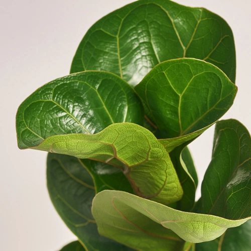 Фікус Лірата Бамбіно, артикул: 41128 Зображення товару Фікус Лірата Бамбіно, артикул: 41128