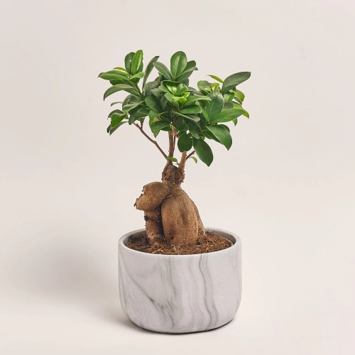 Фікус мікрокарпа Гінсенг в кер., артикул: 30603 Зображення товару Фікус мікрокарпа Гінсенг в кер., артикул: 30603