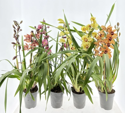 Зображення товару Цимбідіум мікс 3ст., артикул: 56283