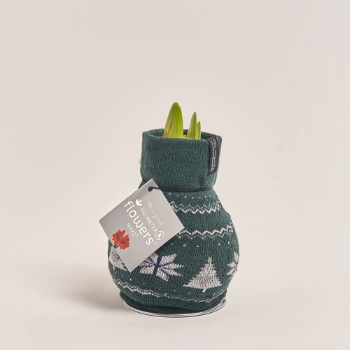 Зображення товару Амариліс "Фешн Нордік", артикул: 54805