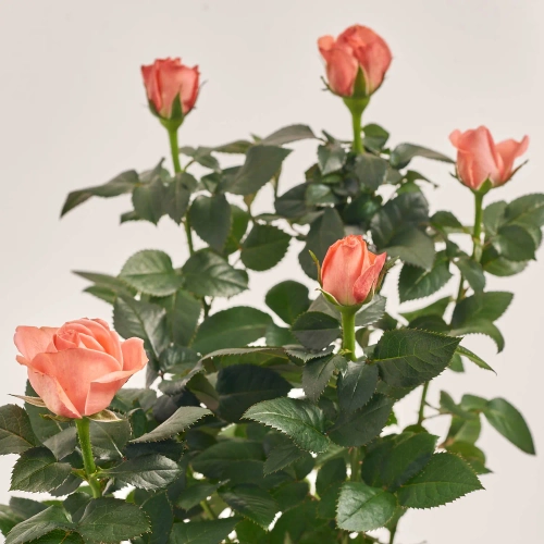 Зображення товару Троянда мікс, артикул: 1293