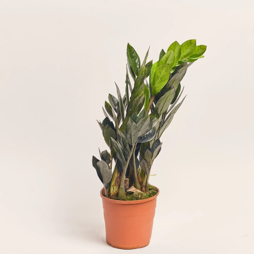 Заміокулькас Равен 5ст., артикул: 52289 Зображення товару Заміокулькас Равен 5ст., артикул: 52289