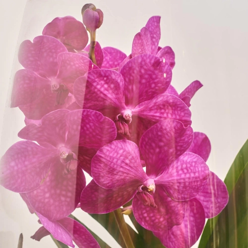 Ванда Шамапань у склі, артикул: 42956 Зображення товару Ванда Шамапань у склі, артикул: 42956