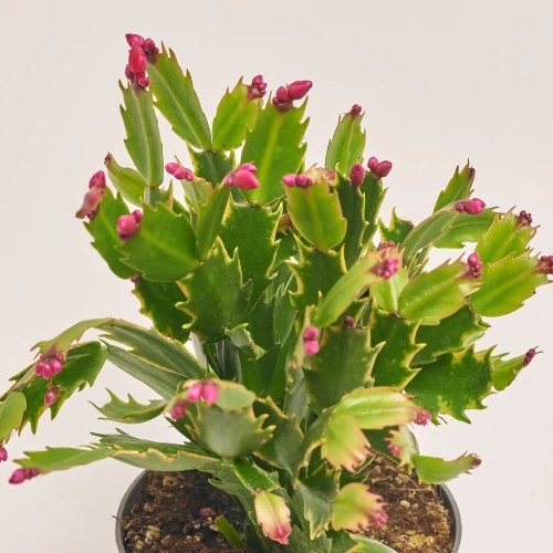 Шлюмбергера мікс, артикул: 1309 Зображення товару Шлюмбергера мікс, артикул: 1309