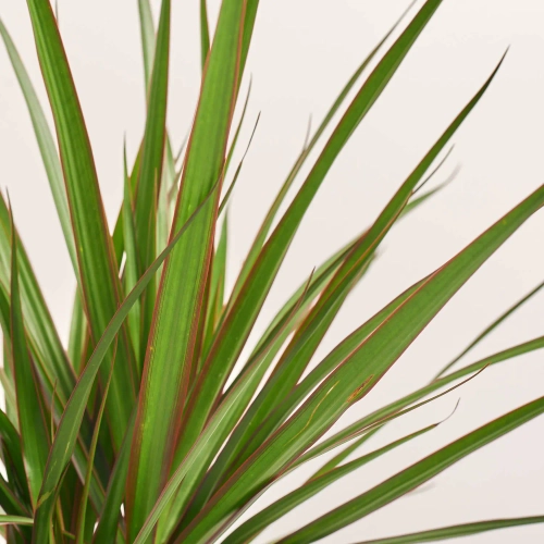 Зображення товару Драцена Маргіната 2ст., артикул: 54863