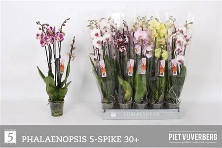 Зображення товару Фаленопсис 5ст. мікс, артикул: 31180