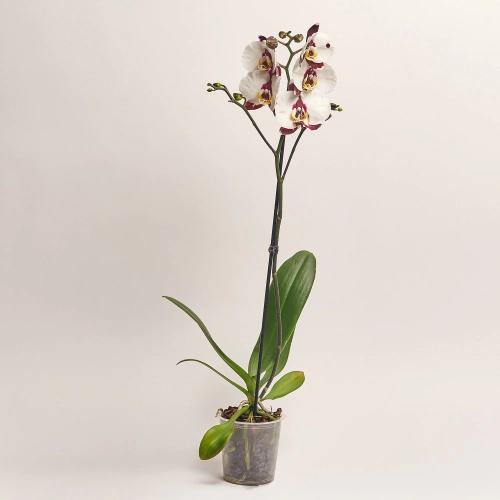 Зображення товару Фаленопсис 1ст. мікс, артикул: 18850