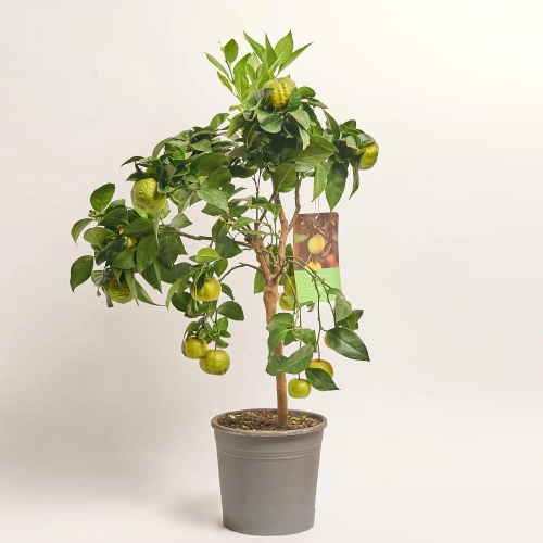 Зображення товару Цитрофортунелла Лимон Пурша, артикул: 56936