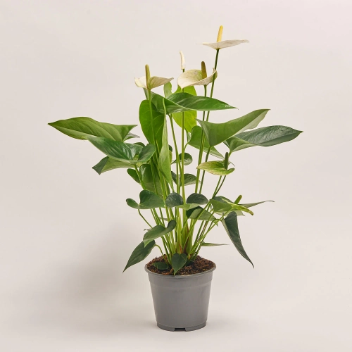 Зображення товару Антуріум мікс, артикул: 1174