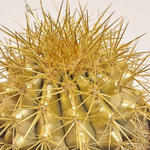 Зображення товару Ехінокактус Рейнбов новорічний мікс, артикул: 53321