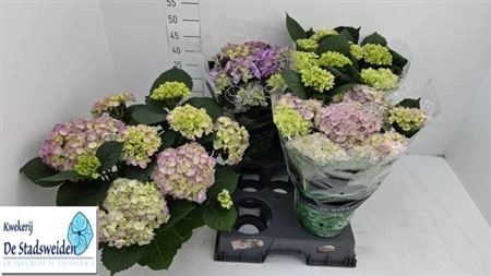 Гортензія світло-фіолетова 7ст., артикул: 39513 Зображення товару Гортензія світло-фіолетова 7ст., артикул: 39513